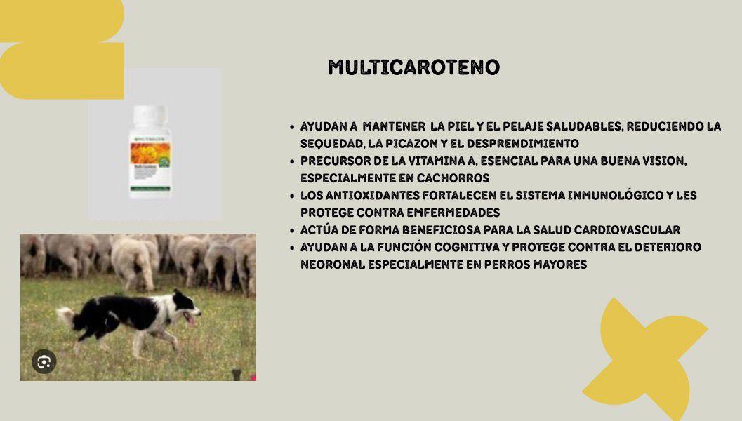 INSTRUCTORA CANICA Y ESPECILISTA EN BIENESTAR ANIMAL website